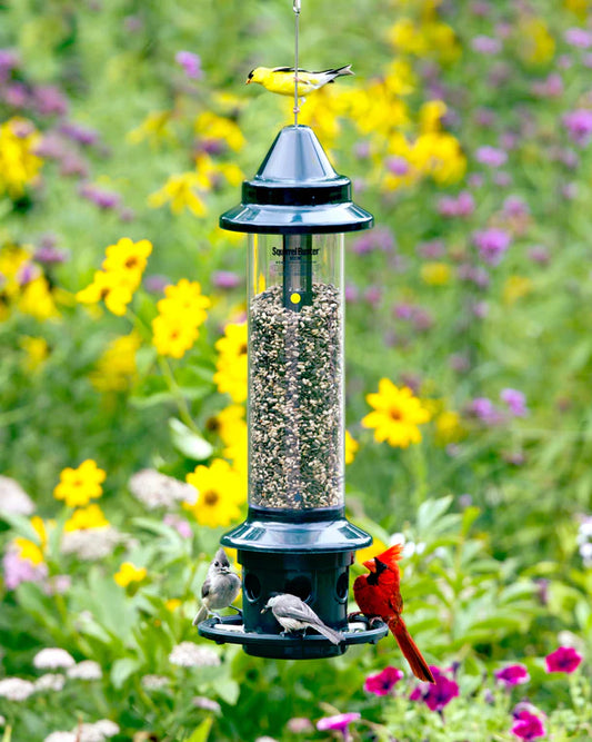 Squirrel Buster-Plus
