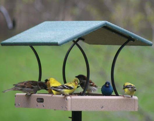 Fly-Thru Feeders