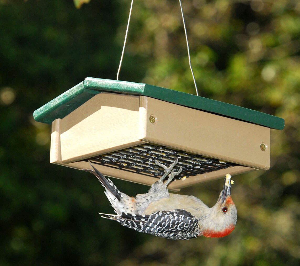 Suet Feeders