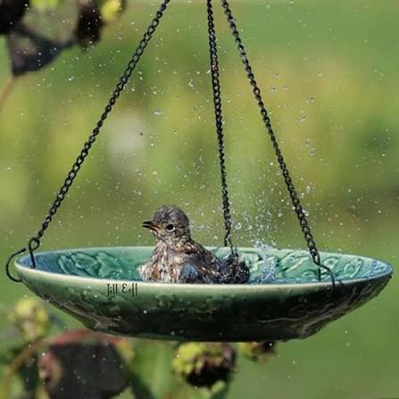 Bird Baths