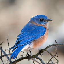 Bluebird Feeders & Houses