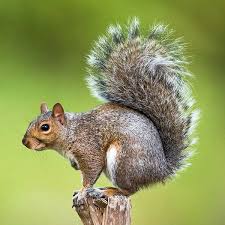 Squirrels!