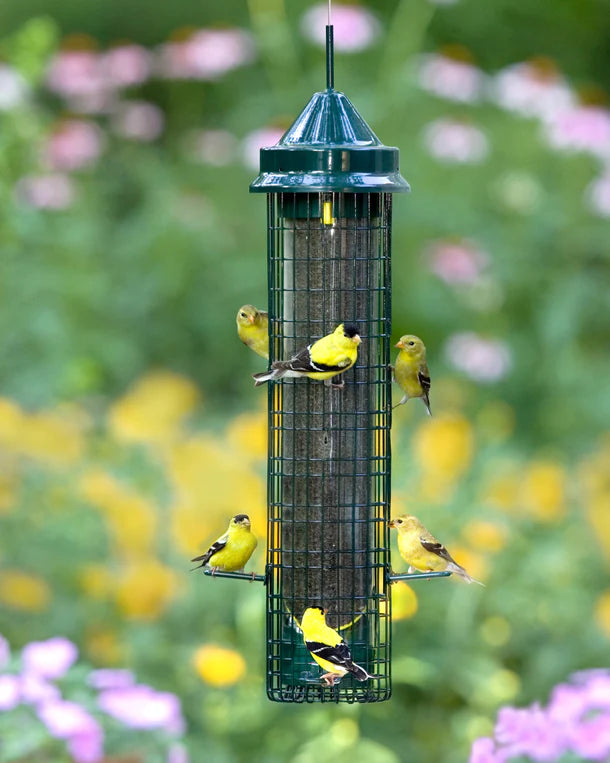 Squirrel Buster-Finch