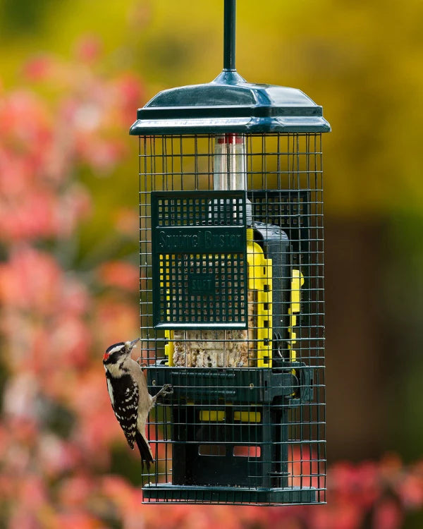 Squirrel Buster-Suet