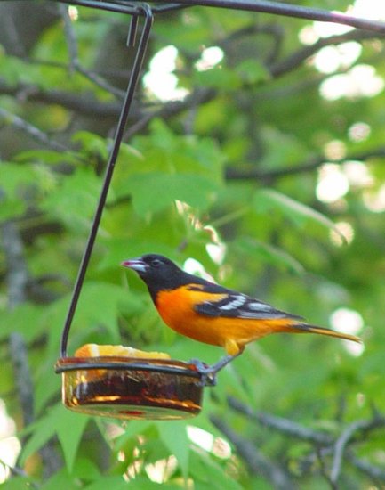 Jelly Feeder - Hanging
