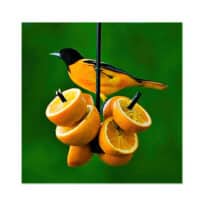 Fruit Feeder